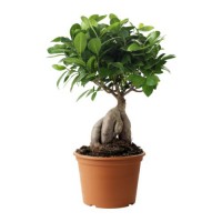 Ficus retusa