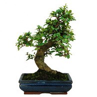  Carmona microphylla