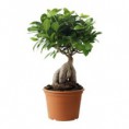 Ficus retusa