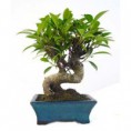 Ficus retusa